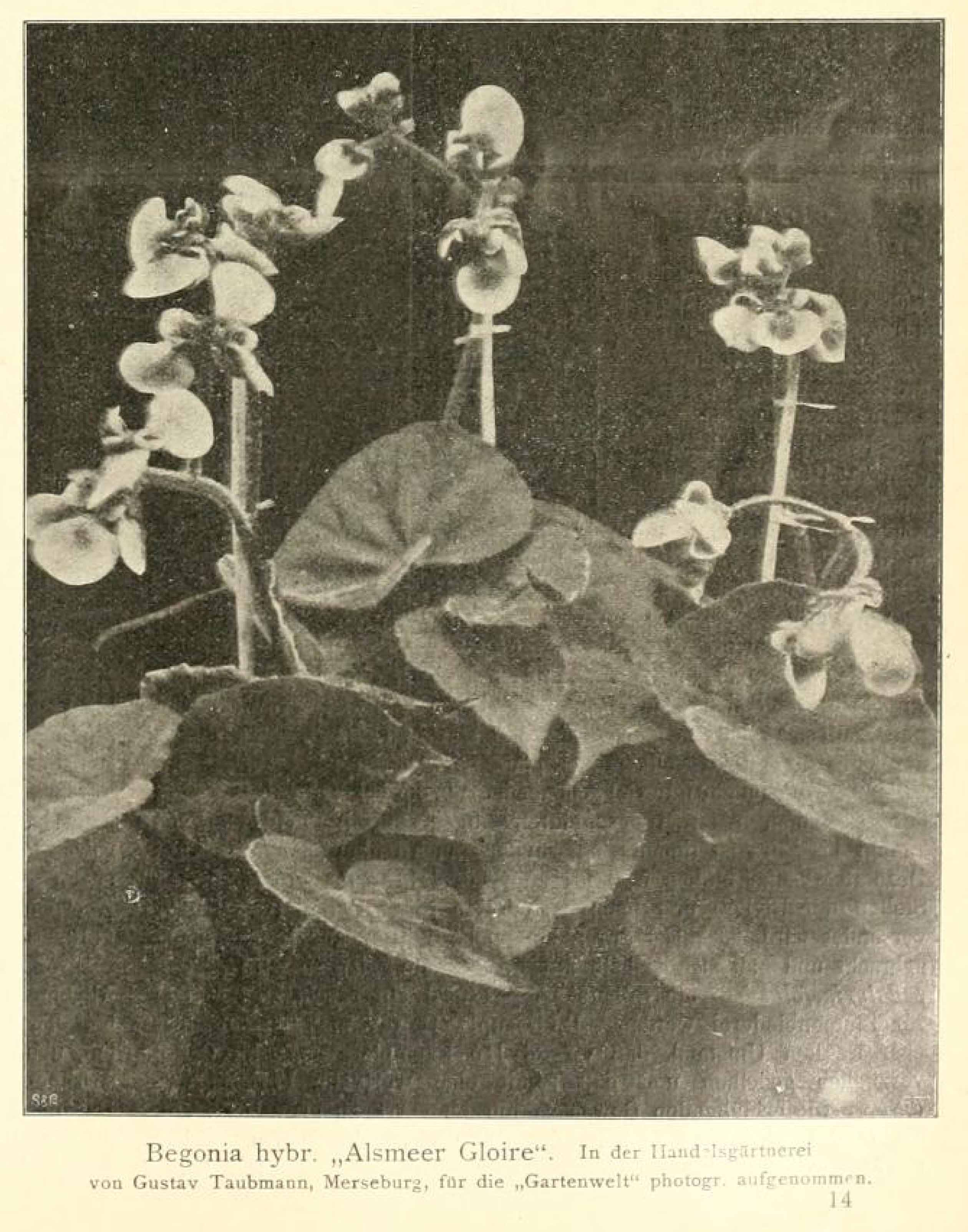 B. ‘Alsmeer Gloire’